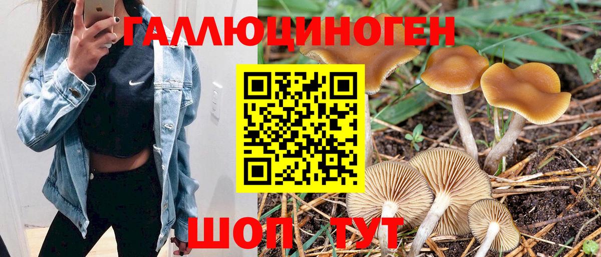 Галлюциногенные грибы Psilocybine cubensis Белово